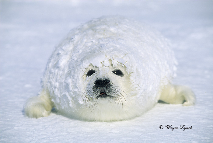 Harp Seal Pup 103 by Dr. Wayne Lynch ©